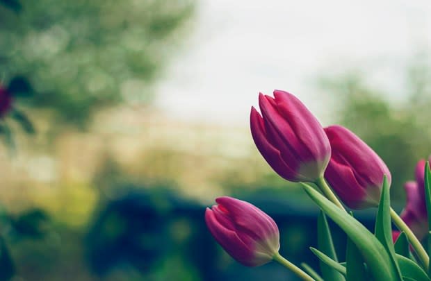 inception-app-prod/MDg3ZWU4OGQtYmNiMi00MmE4LWEwNjAtOTQyOWNjNDY4ZDNk/content/2019/03/What Flowers Bloom In Spring.jpg
