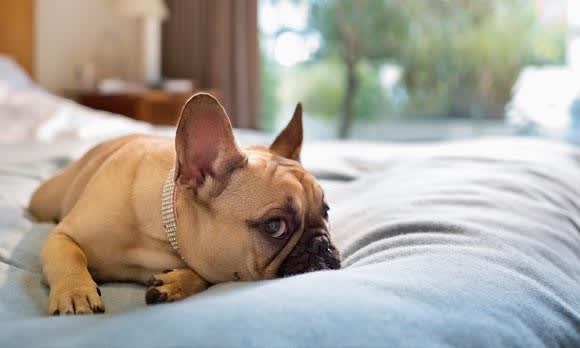 Selling A Home With Pets inception-app-prod/MDhhMjIxNzEtMmJlMy00MmZjLWE1MDItY2E0NmYzMjFhYTJh/content/2016/05/de-pet_your_home_before_you_sell-2.jpg