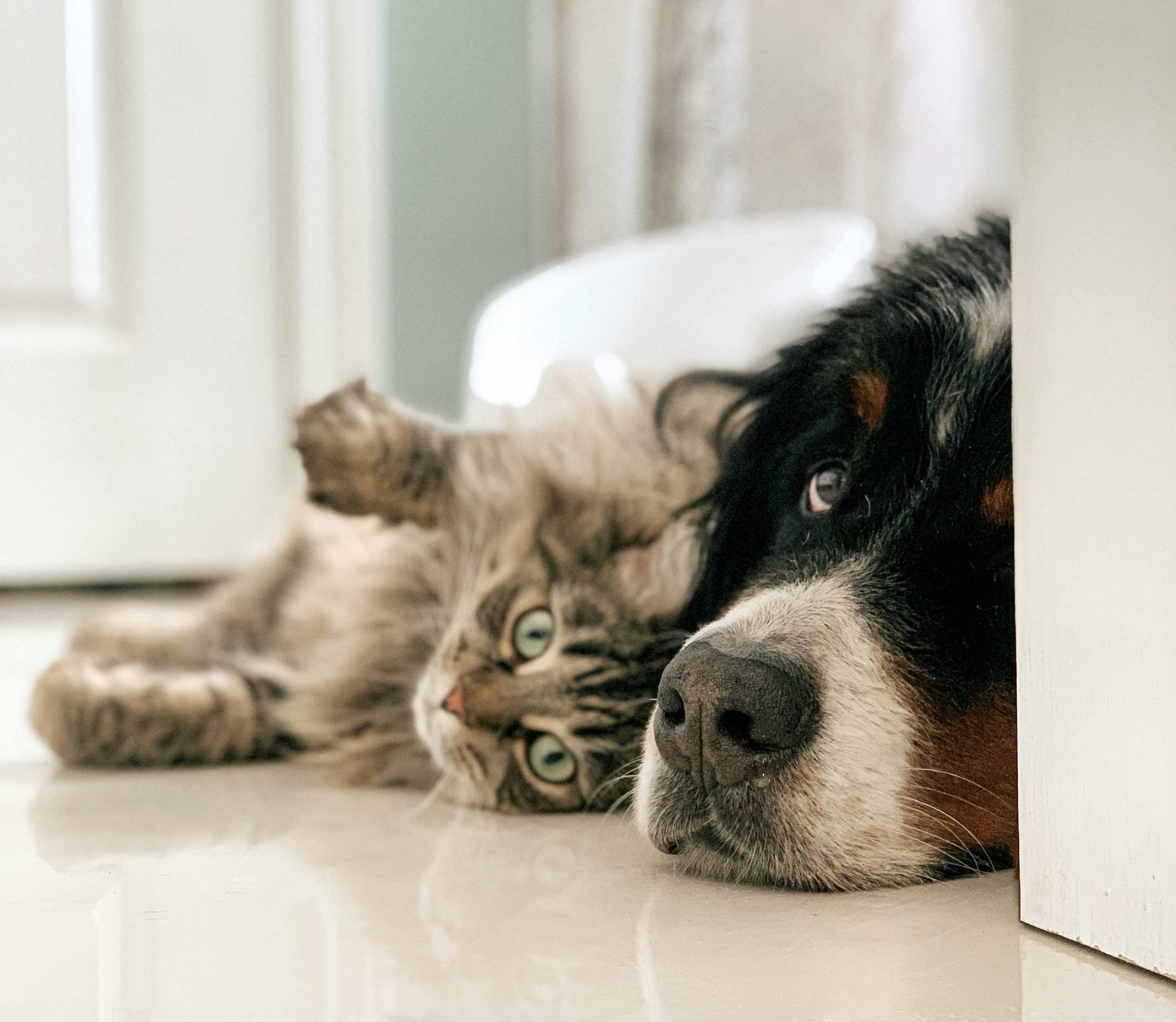 Selling Your House With Pets inception-app-prod/MDhhMjIxNzEtMmJlMy00MmZjLWE1MDItY2E0NmYzMjFhYTJh/content/2026/06/0d770c2e2a76e2b58fbc90b8b3872d8c5319f3b3.jpg