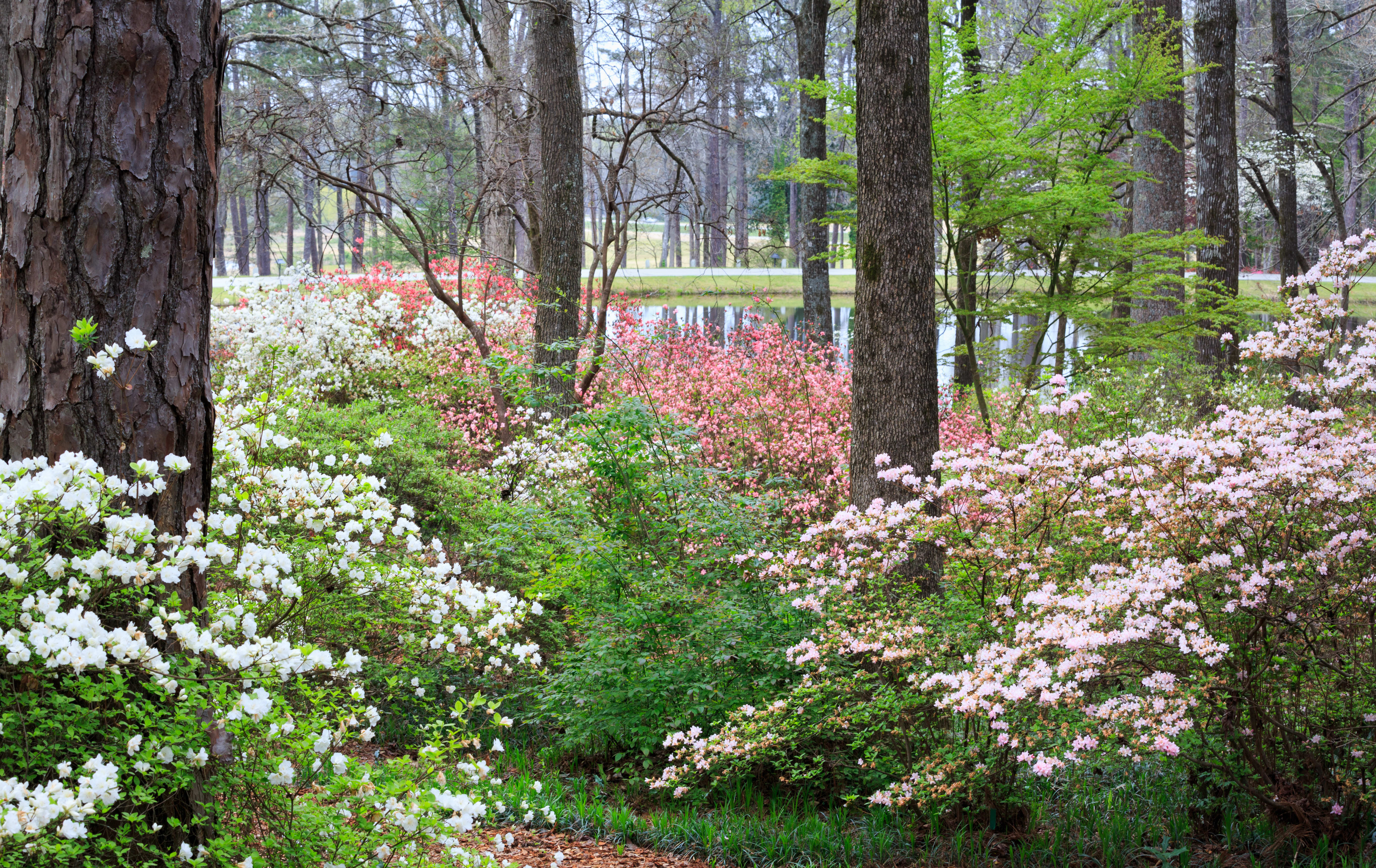 Pine Mountain inception-app-prod/MGIyYTM2N2EtNDgxYy00ZDhhLWJiZTktODFiNTJjZjkwYzM1/content/2025/04/b49e63c6a111726675453e6756296f3d92d49040.jpg