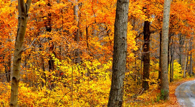 4 Reasons to Buy a Home This Fall! inception-app-prod/MGQwY2VjYTctZTdmMi00NDg0LWE2OWUtMDFlNWE5ZDM0YjFh/content/2017/11/20170911-Featured-750x410.jpg