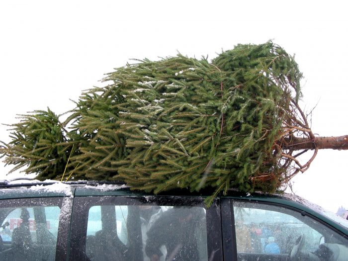 Bringing Home Your Christmas Tree inception-app-prod/MGRlYzk5ODctMzVkYS00NzFlLTljYTQtN2EzOGU1NjAwYTU3/content/2019/11/secure-your-christmas-tree.jpg