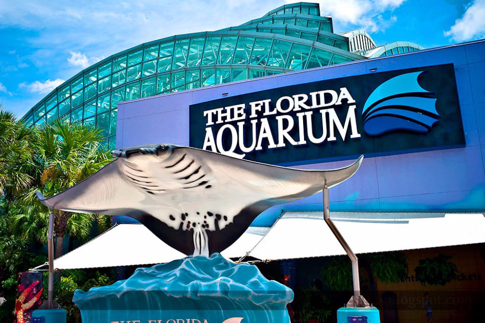 The Florida Aquarium inception-app-prod/MGRlYzk5ODctMzVkYS00NzFlLTljYTQtN2EzOGU1NjAwYTU3/content/2024/07/56725ae74df31024a565d9e35147135a80289574.jpg