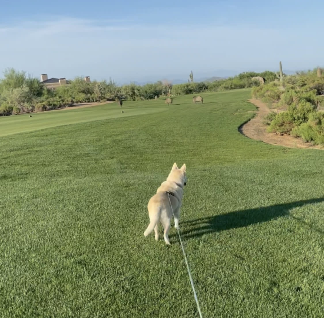 Good Morning, Javelina inception-app-prod/MTcxMWJjMWEtODlkMC00MTQ3LTk5M2YtZTMxMzA0OGQxZjM5/content/2021/08/Ginger and her Javelina Friends.jpg