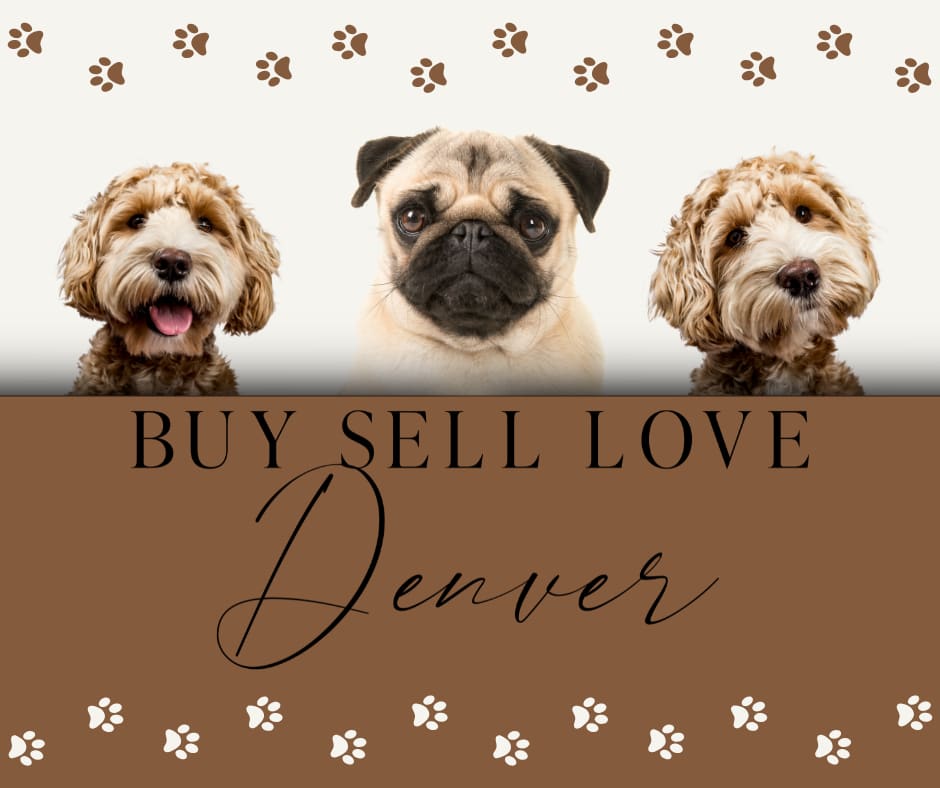 6 Home Amenities Every Dog Lover Needs inception-app-prod/MWU5MmJjNTQtMjJhOS00MzRmLWIxMGYtMjUyYmIxMzlkYWJi/content/2025/08/aa63796ad575eea4a8ea78e4c93f0db1b98bcee0.png