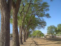 inception-app-prod/MWUwM2EwMzktMmE1NS00MmRjLTkxYjgtOTdjNDczYTUzMzIw/content/2016/04/s valley trees.jpg