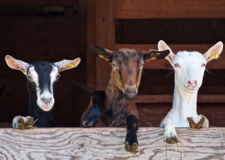 Need More Space? Have You Ever Thought About Owning Your Own Hobby Farm? inception-app-prod/MWVkMWM4ZDgtNzhmZC00ZWE2LWI0NjItNjkxYzhhNDk2MThj/content/2024/03/6e05ba848f01d379e40113e17f24c4a8e5aaf2ee.png