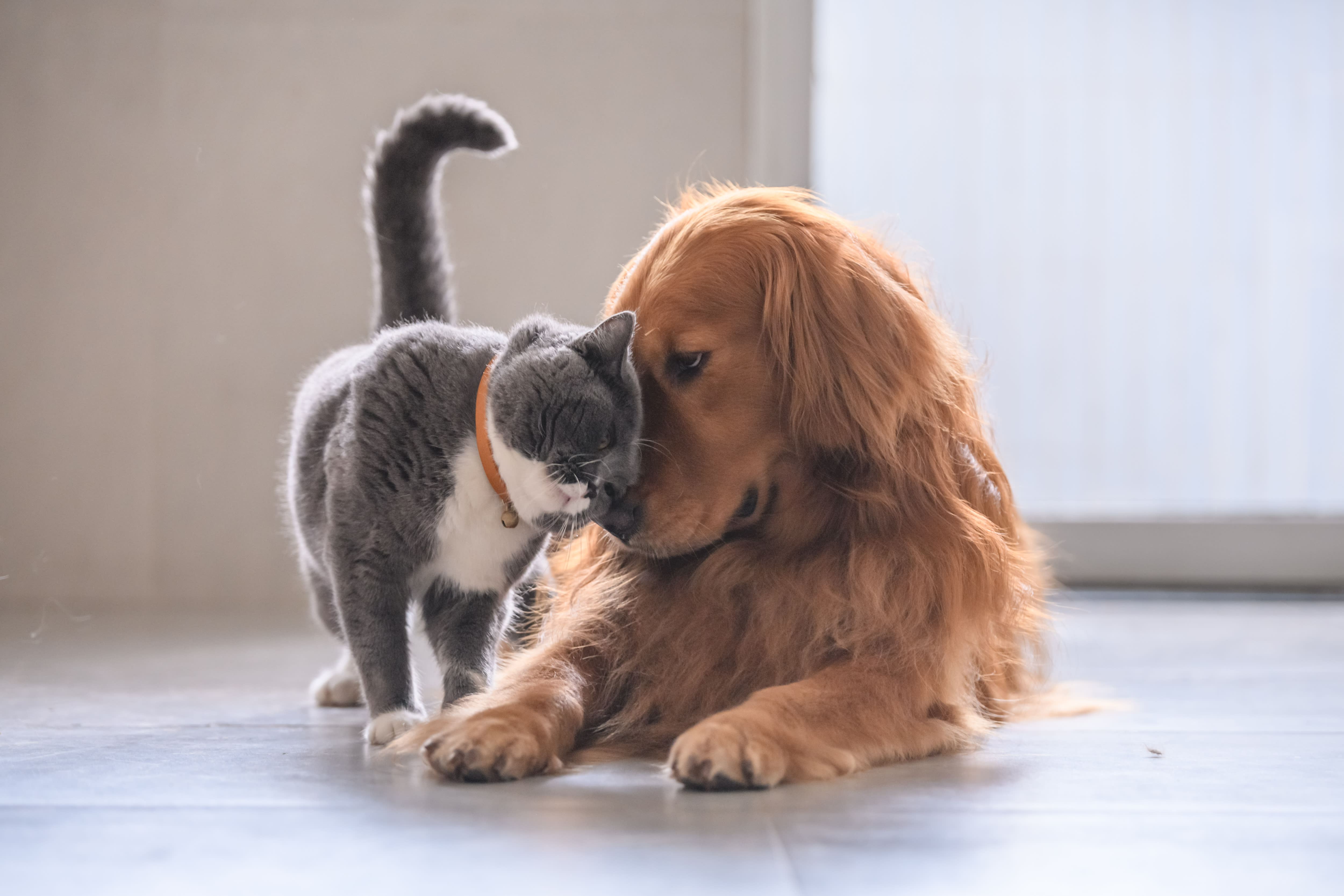 Pets' Guide inception-app-prod/MjdjOGUzY2YtZTAzNC00YjBmLWI2NmYtNzFlYjU2ZGUxOWY0/content/2021/03/iStock-992637094.jpg