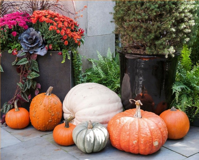 inception-app-prod/MjdjOGUzY2YtZTAzNC00YjBmLWI2NmYtNzFlYjU2ZGUxOWY0/content/2021/03/porchpumpkins-copy.jpg