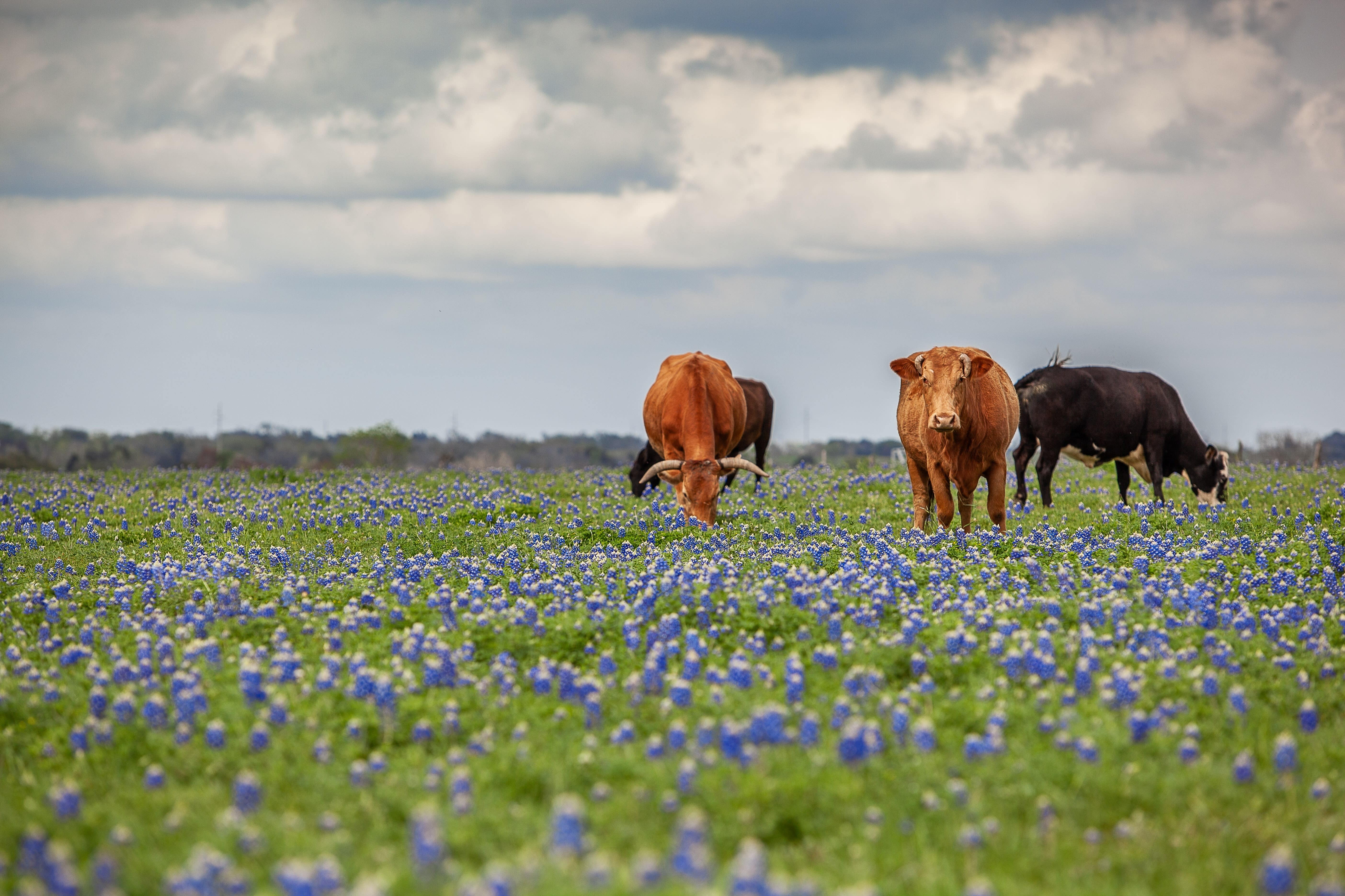 Cattle Ranch inception-app-prod/MmI2OWRiMzYtOWE0NS00ODMyLTk3MzctYjBhODM3NzI0ZDZm/content/2026/09/10a9a9bc418f1b0aeb68c2f1b1c833e22c623b8e.jpg