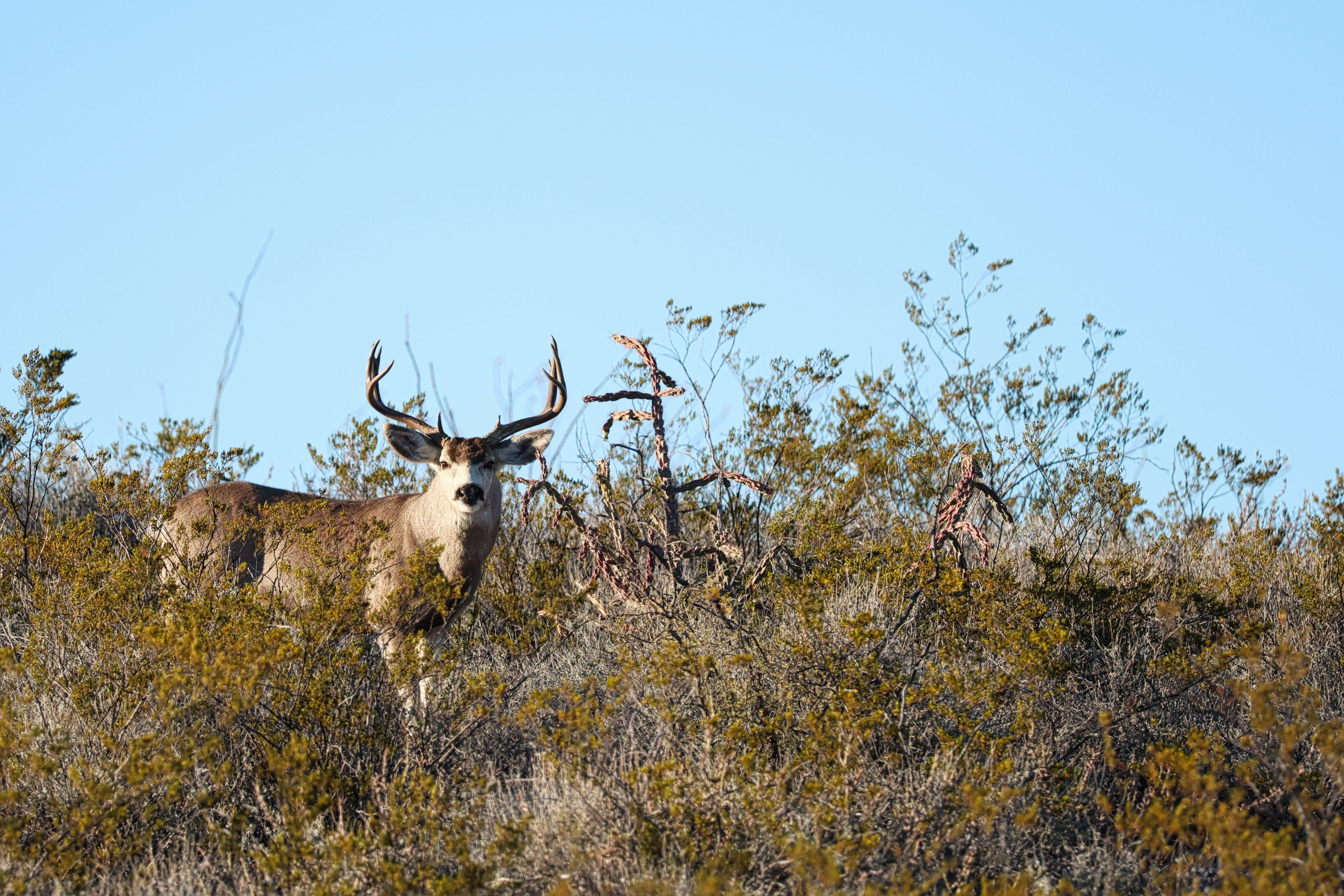 Hunting Ranch inception-app-prod/MmI2OWRiMzYtOWE0NS00ODMyLTk3MzctYjBhODM3NzI0ZDZm/content/2026/09/7d2e569c837e7bfee9d7fe60c608e8b106638137.jpg