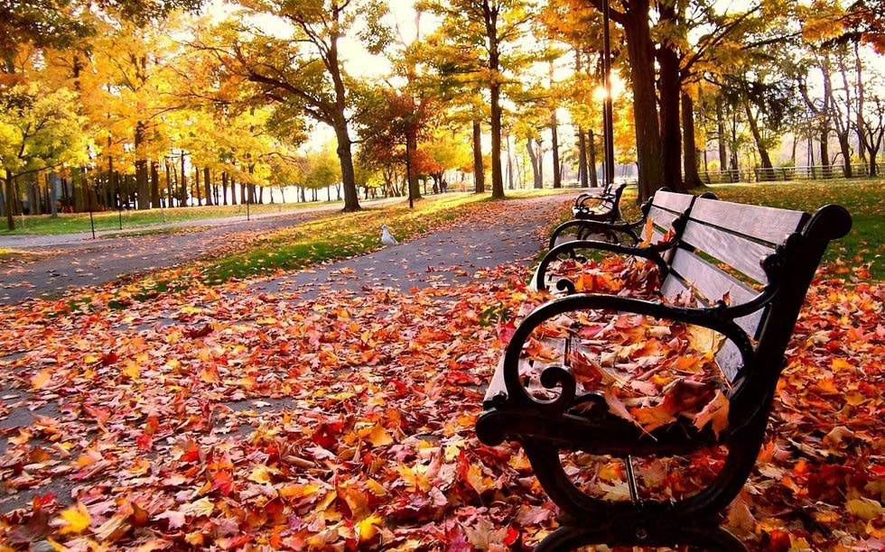 Fall Begins inception-app-prod/MmIyZGVmN2YtOWM1MC00YmQ2LWE4MzgtYjg4ZmRlMWEwNzcy/content/2018/09/bench in leaves.jpg