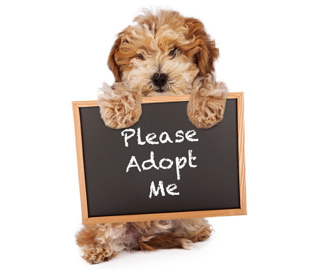 Special pet adoption rates available this month inception-app-prod/MmIyZGVmN2YtOWM1MC00YmQ2LWE4MzgtYjg4ZmRlMWEwNzcy/content/2018/10/Most-Popular-Pet-Adoption-Websites.jpg
