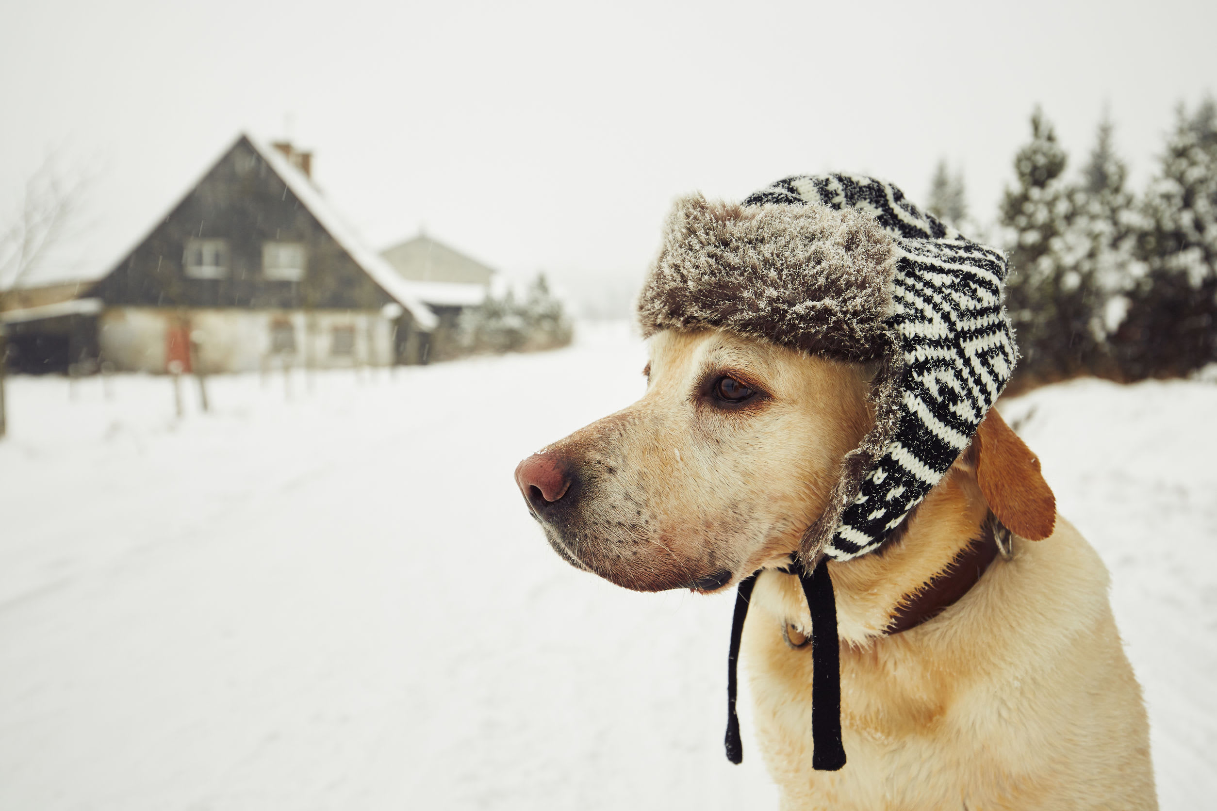 inception-app-prod/MzAwYjAzNDktZmNiZS00NWIyLTlkYWEtYTM4NjY5OTgxNGY4/content/2019/01/Winter-Dog-Tips.Jpg.jpg