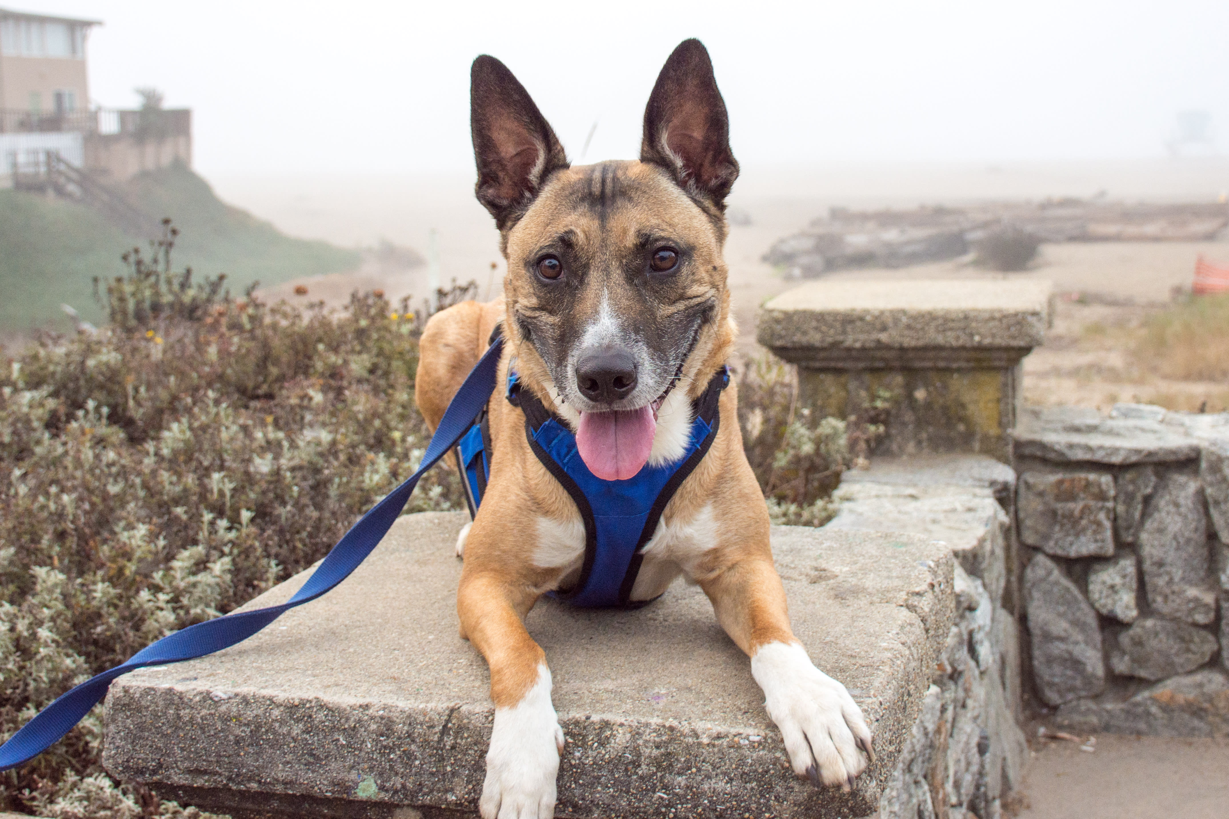 Why its SO important your Realtor makes you feel uncomfortable inception-app-prod/MzNhYTIwZTEtOWI0MC00ODk3LWFjODAtYmZhOTNmNmUxNjVj%2Fcontent%2F2018%2F03%2Fexpedition image - foggy tressle and harbor-8.jpg