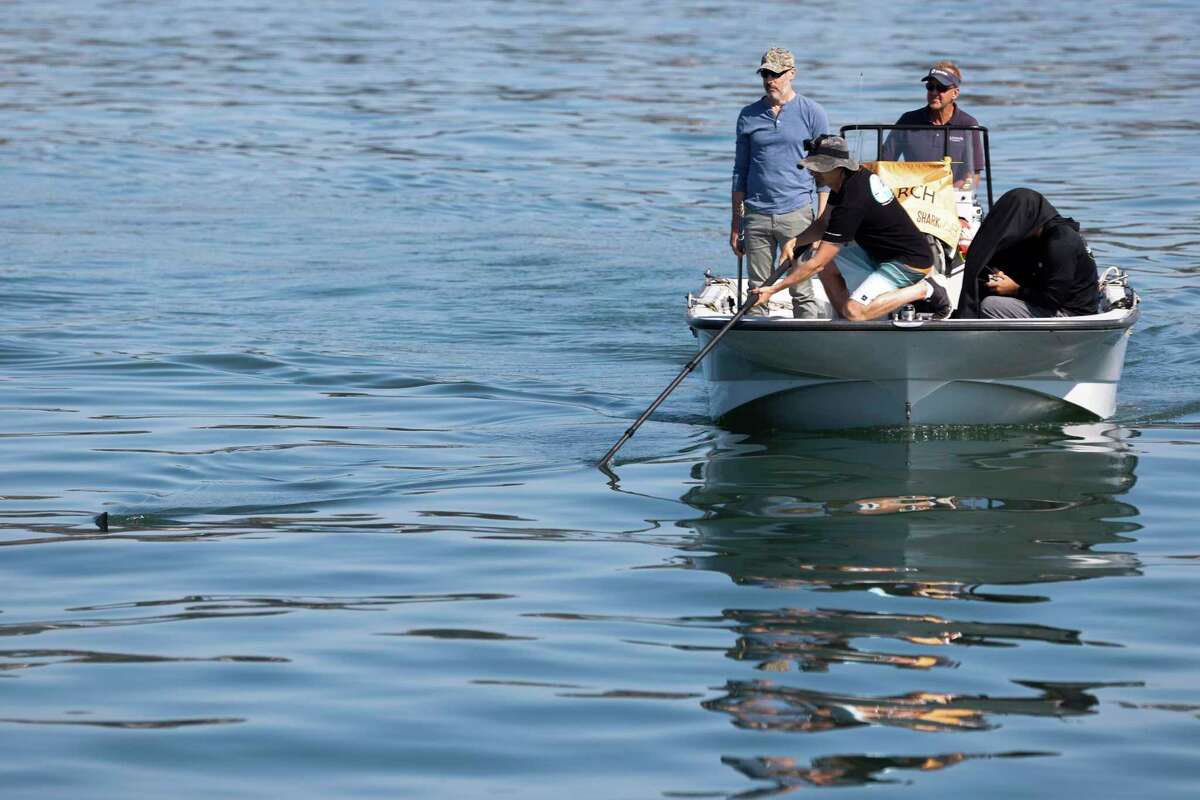 Great white sharks are now spending summers at a popular California beach. How dangerous is Shark Park? inception-app-prod/MzNhYTIwZTEtOWI0MC00ODk3LWFjODAtYmZhOTNmNmUxNjVj/content/2022/09/ed70493c56e4c54f502fa1d38de7412bb5f89b5d.jpg