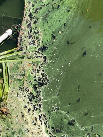 Santa Cruz County officials share algal bloom warning inception-app-prod/MzNhYTIwZTEtOWI0MC00ODk3LWFjODAtYmZhOTNmNmUxNjVj/content/2022/10/87db2f19a4df5506ff22060cb51dc72ecc0ace61.png