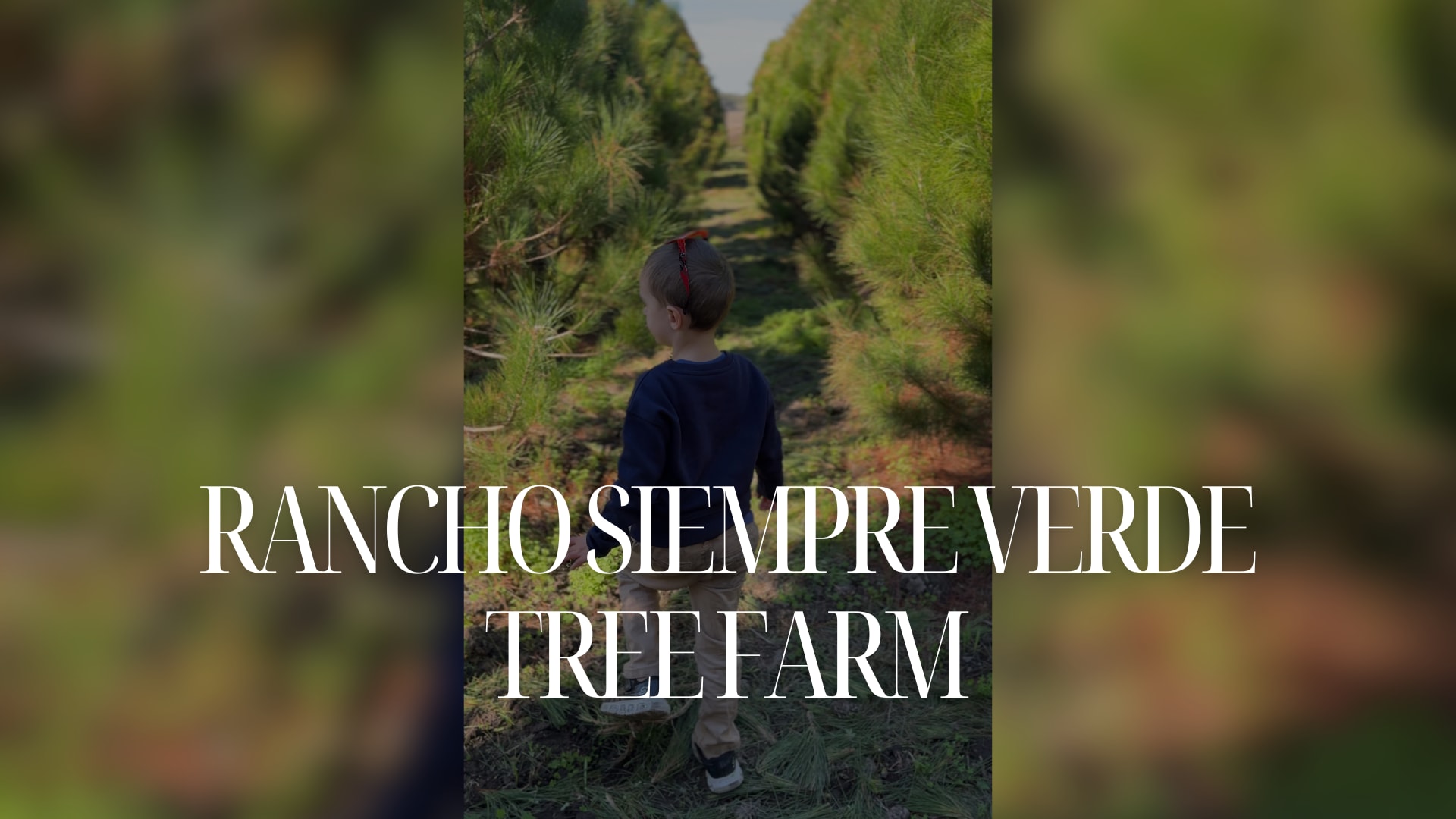 Rancho Siempre Verde Tree Farm inception-app-prod/MzNhYTIwZTEtOWI0MC00ODk3LWFjODAtYmZhOTNmNmUxNjVj/content/2024/12/ecd981e320faf0b36cdab599611218eb987fd5c8.png