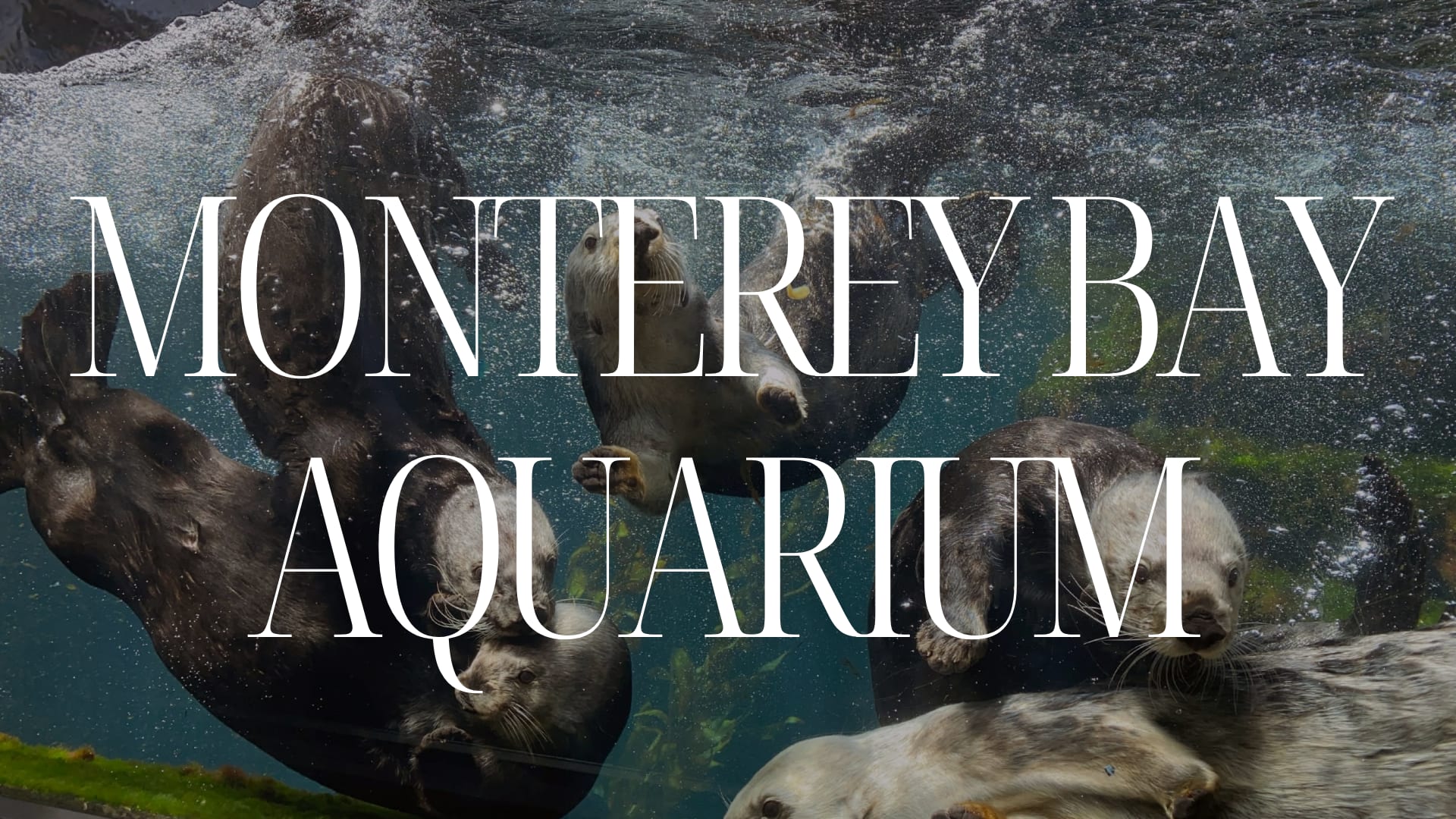 5 Reasons To Take Your Kids to the Monterey Bay Aquarium inception-app-prod/MzNhYTIwZTEtOWI0MC00ODk3LWFjODAtYmZhOTNmNmUxNjVj/content/2024/12/edf0045ddbf5edd0ba941b3473ae1789366710b8.png