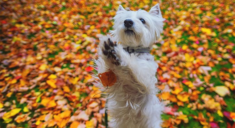 inception-app-prod/MzYzNDIzMTItYTcxYy00MTczLTk2ZDktZTBiYjVlZGMwZmFk/content/2018/11/List Home Holidays Dog-2.jpg