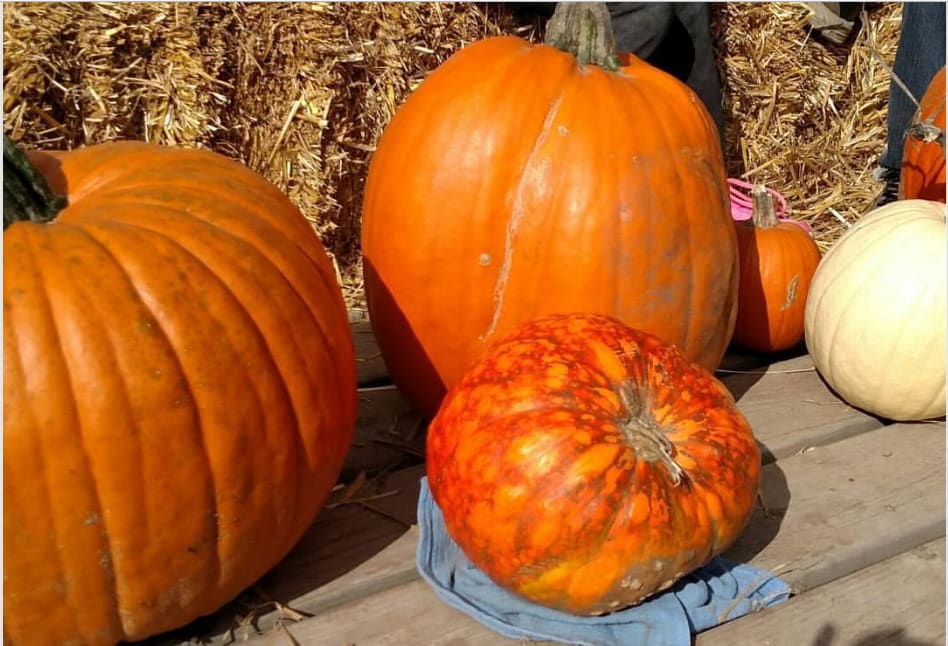 inception-app-prod/Mzk4NDIzMmQtZDE4NC00ZjQwLWIxZTctN2NiMjY4MTg4MDI3/content/2017/10/Twin Cities Pumpkin Patches .png
