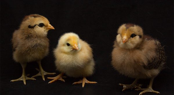 Why All the Chicken Littles Should Calm Down inception-app-prod/NDE5NjBkMjEtOWYzMy00OTYxLWIxOGMtZDQ5ZDliZTgzN2Mw/content/2019/08/20190808-share-kcm-600x328.jpg