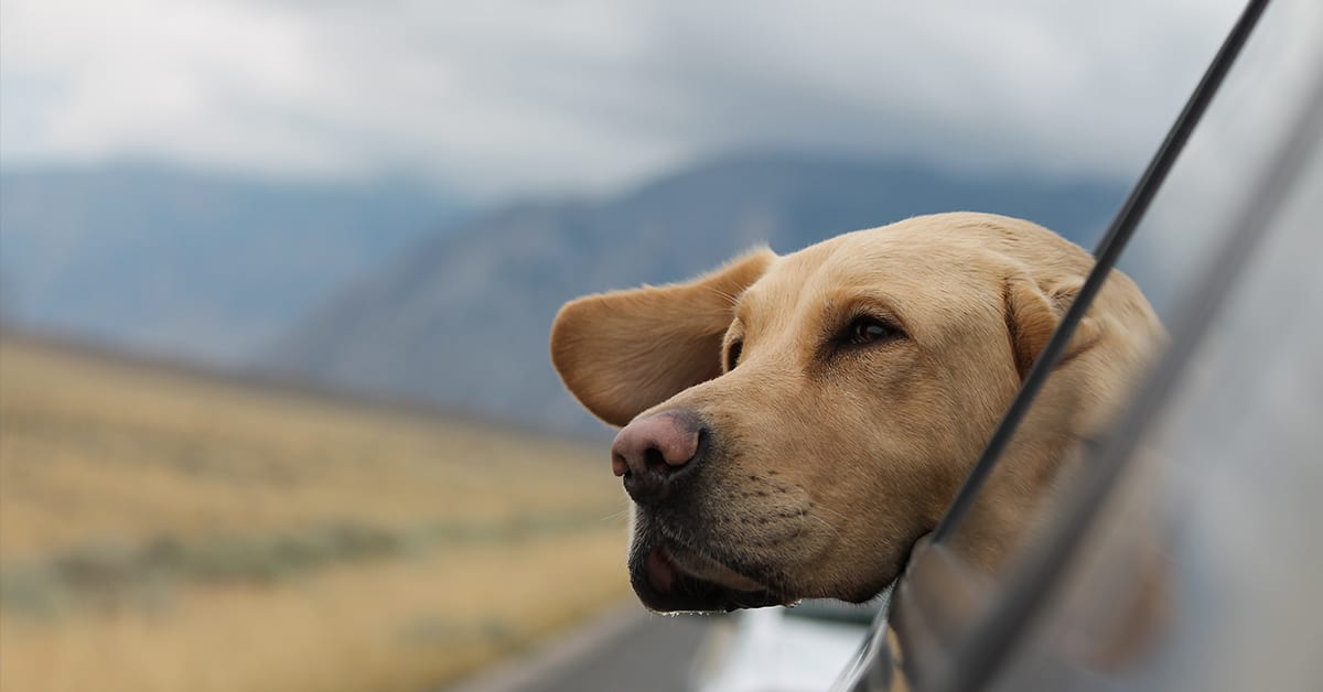 Move With Your Pets in 4 Easy Steps inception-app-prod/NDMzODQyNDYtNTYwZS00NjU5LThkMzYtZTJiMzFhYjFiYmU4/content/2018/10/movedog-2.png