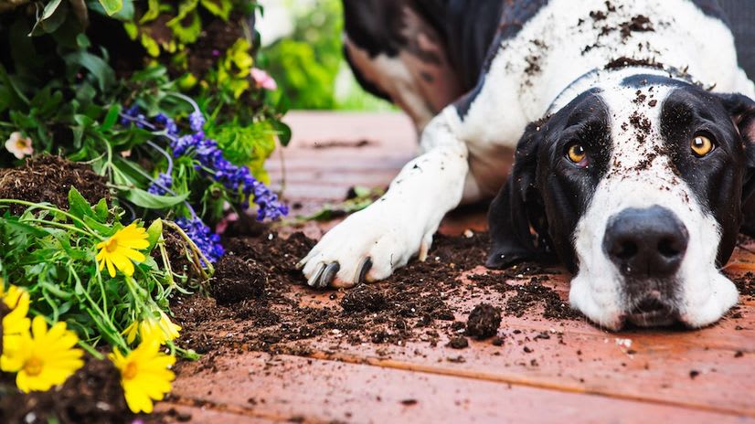 inception-app-prod/NDMzODQyNDYtNTYwZS00NjU5LThkMzYtZTJiMzFhYjFiYmU4/content/2021/05/safe plants.jpg