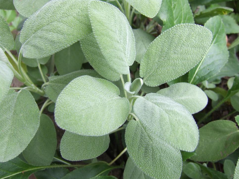 20 Mosquito-Repelling Plants inception-app-prod/NDMzODQyNDYtNTYwZS00NjU5LThkMzYtZTJiMzFhYjFiYmU4/content/2021/05/sage.jpeg