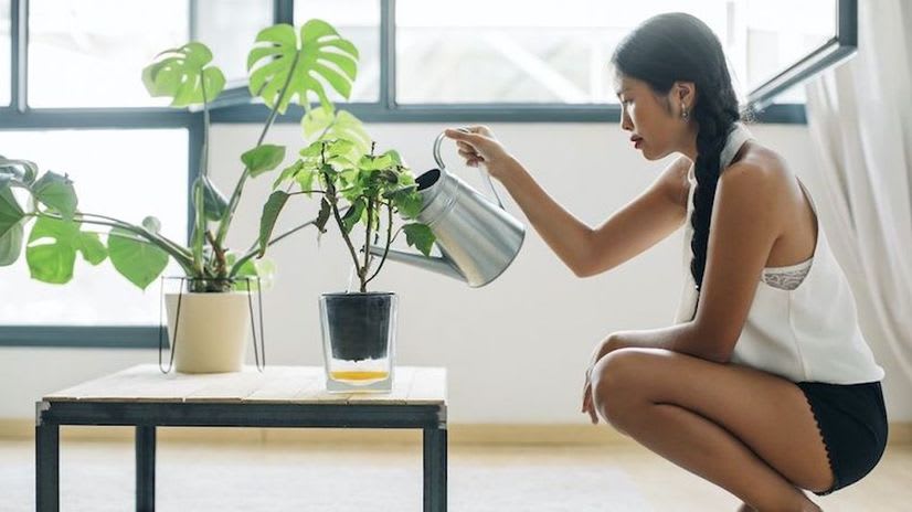 8 Houseplant Myths Most People Think Are True—Debunked inception-app-prod/NDMzODQyNDYtNTYwZS00NjU5LThkMzYtZTJiMzFhYjFiYmU4/content/2021/07/2a3eba2d775a3abe2fd200714c75209dw-c2876111682xd-w826_h860_q80.jpg