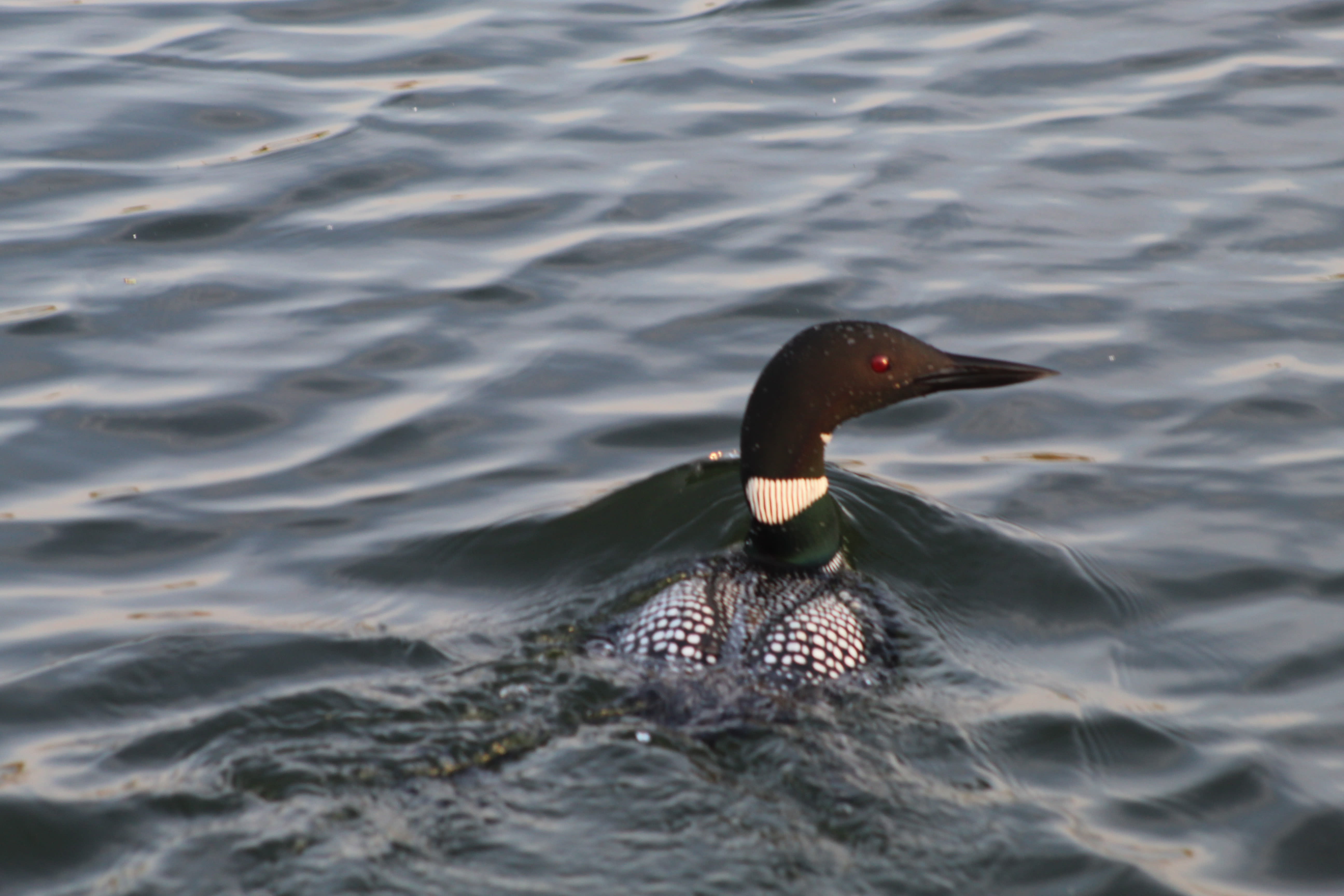 Crooked Lake loon