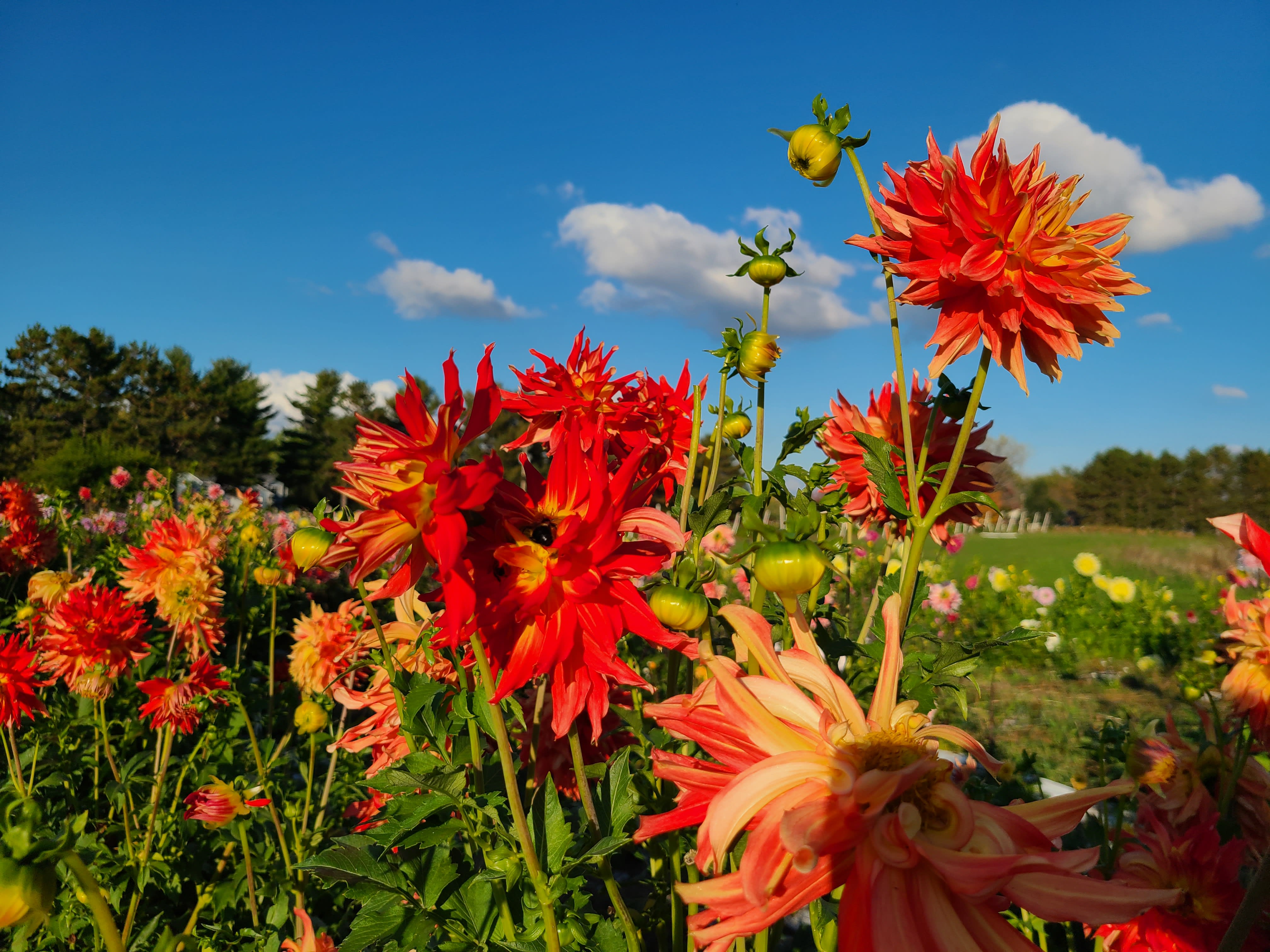 Dahlia farm in East Bethel