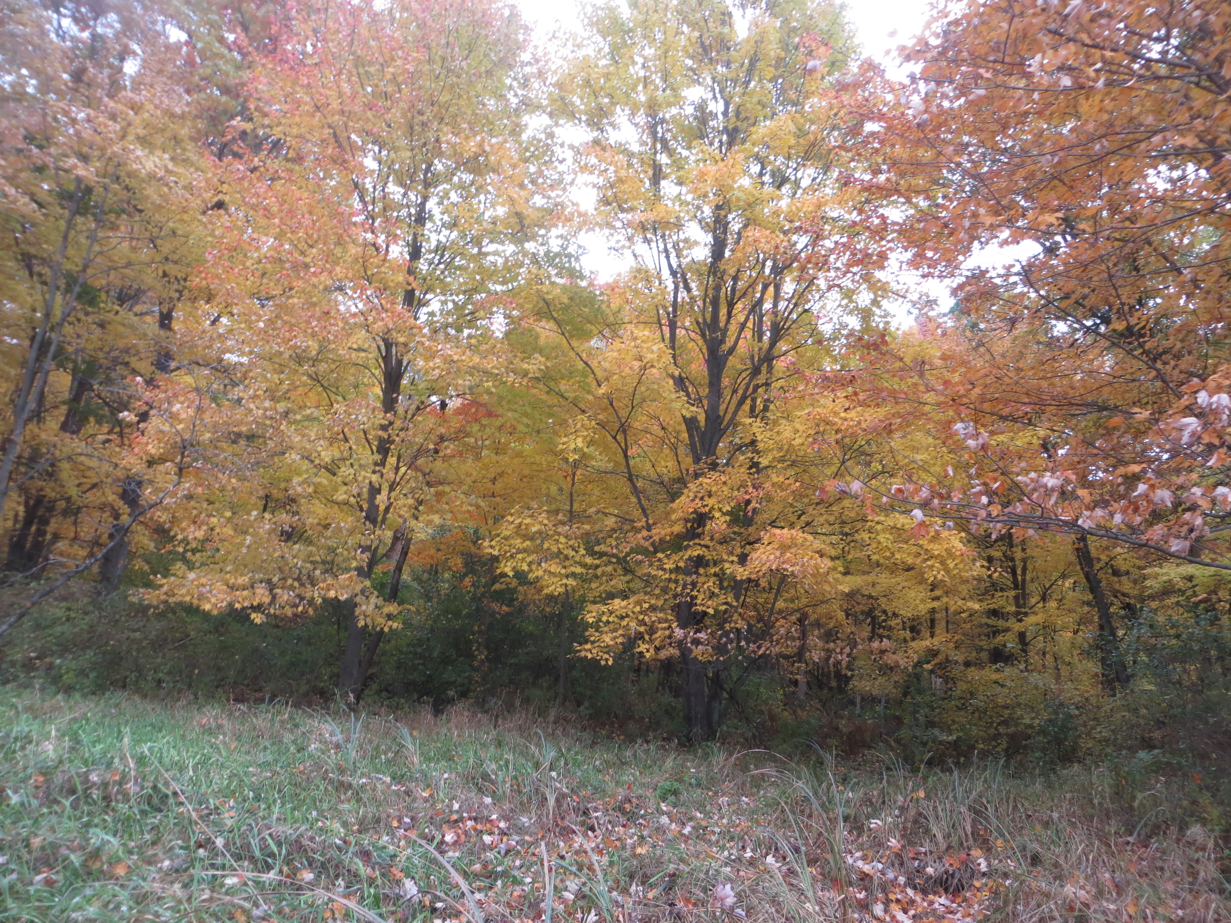 Fall colors on North Branch acreage
