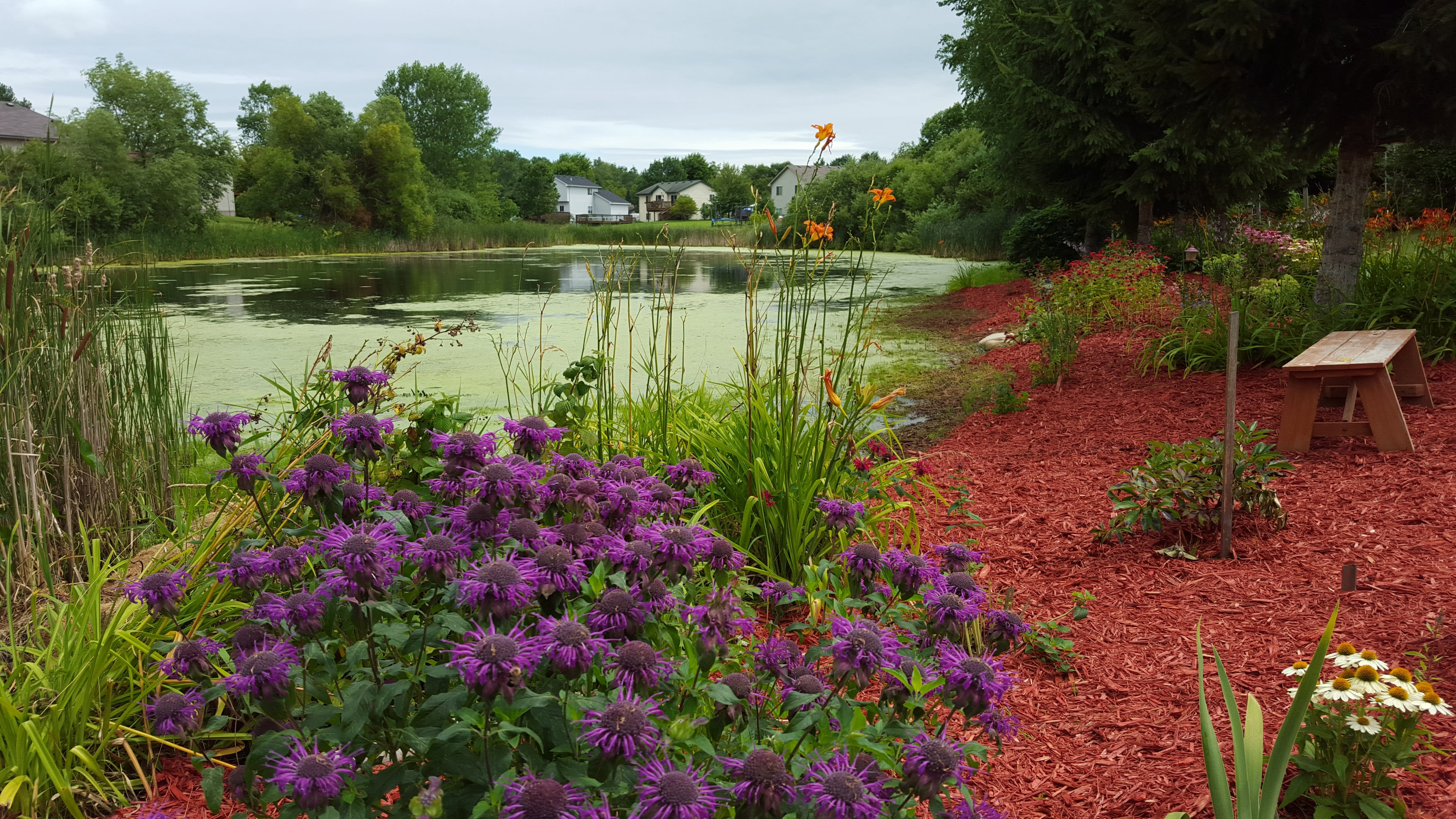 Backyard pond in North Branch