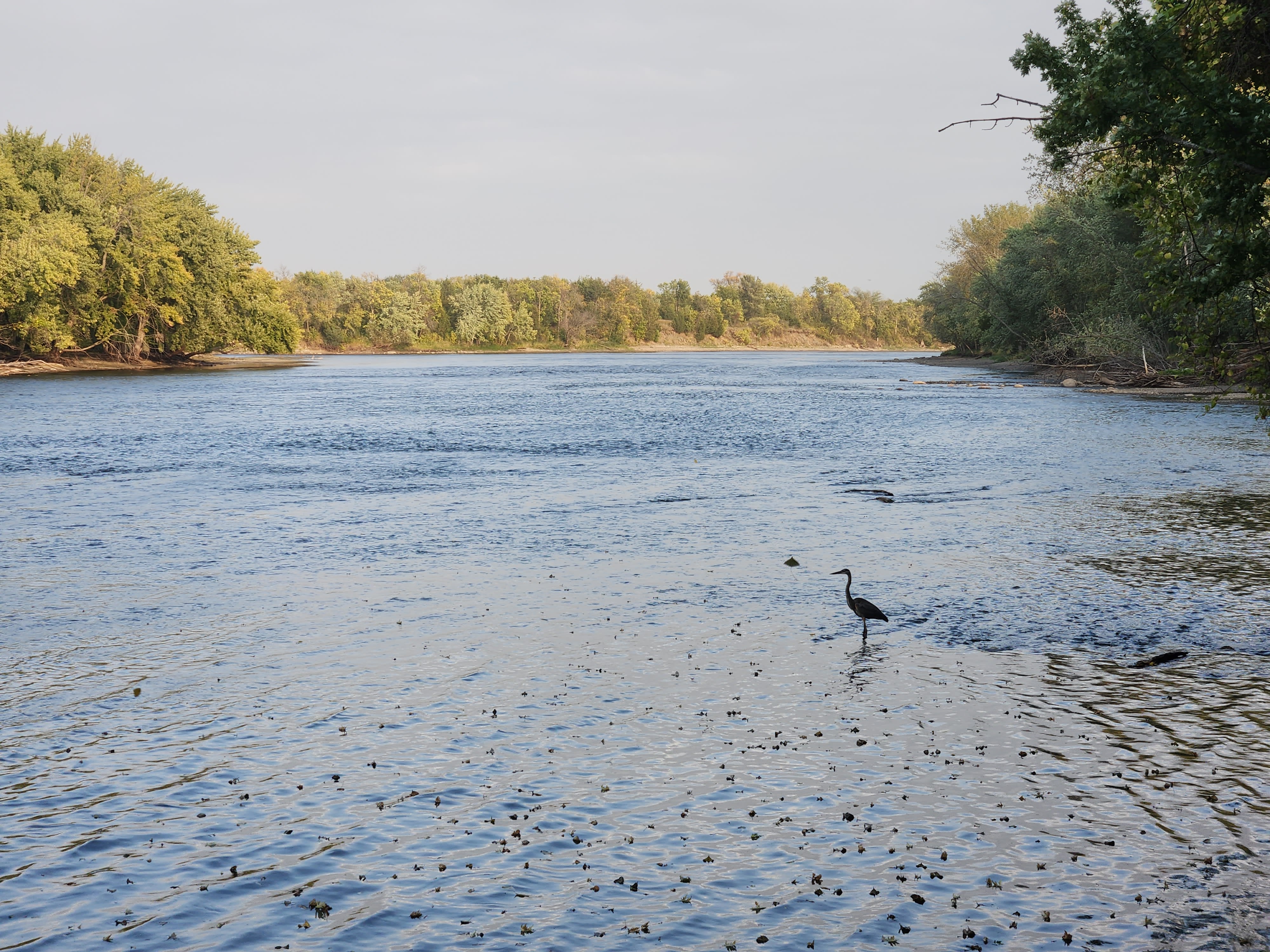 Dayton Homes For Sale Great Blue Heron on the Mississippi River at Cloquet Island