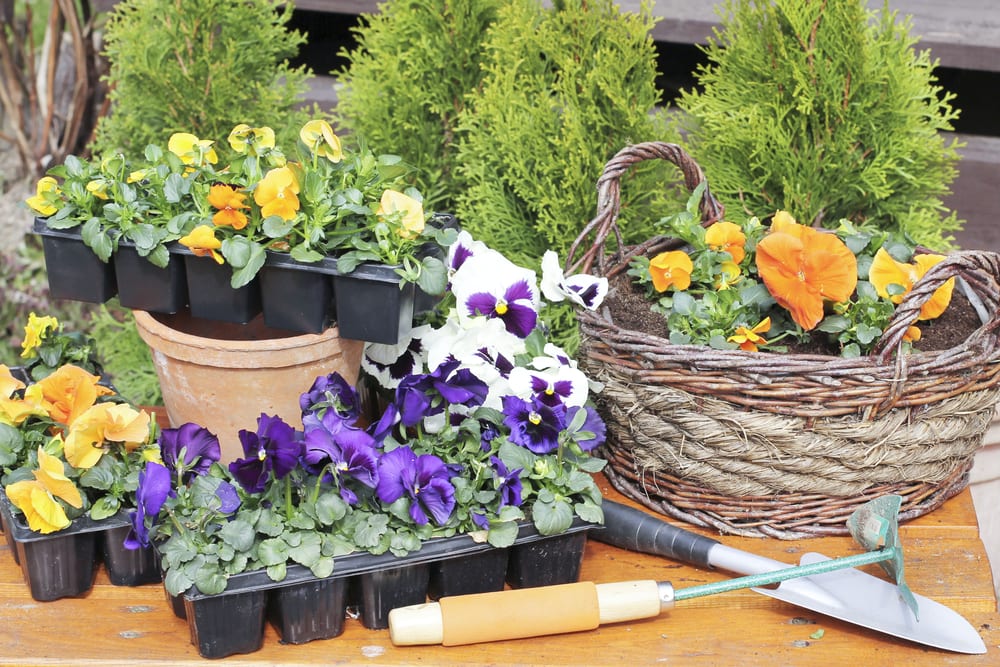 Popular Curb Appeal Trends for 2017 inception-app-prod/NDU0YTIwYWQtOGU0Yi00N2VmLWEwNzgtYWVhNGU0YzAxYjc1/content/2017/05/flowers.jpg