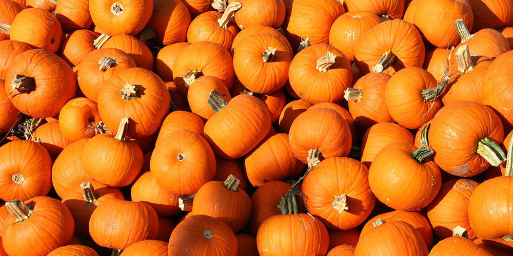 inception-app-prod/NDU0YTIwYWQtOGU0Yi00N2VmLWEwNzgtYWVhNGU0YzAxYjc1/content/2017/10/Halloween pumpkins1000x500.jpg