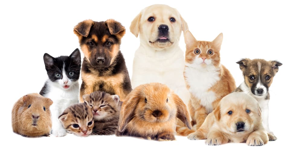 inception-app-prod/NDU0YTIwYWQtOGU0Yi00N2VmLWEwNzgtYWVhNGU0YzAxYjc1/content/2017/12/Pets - 2 - 1000x500.jpg