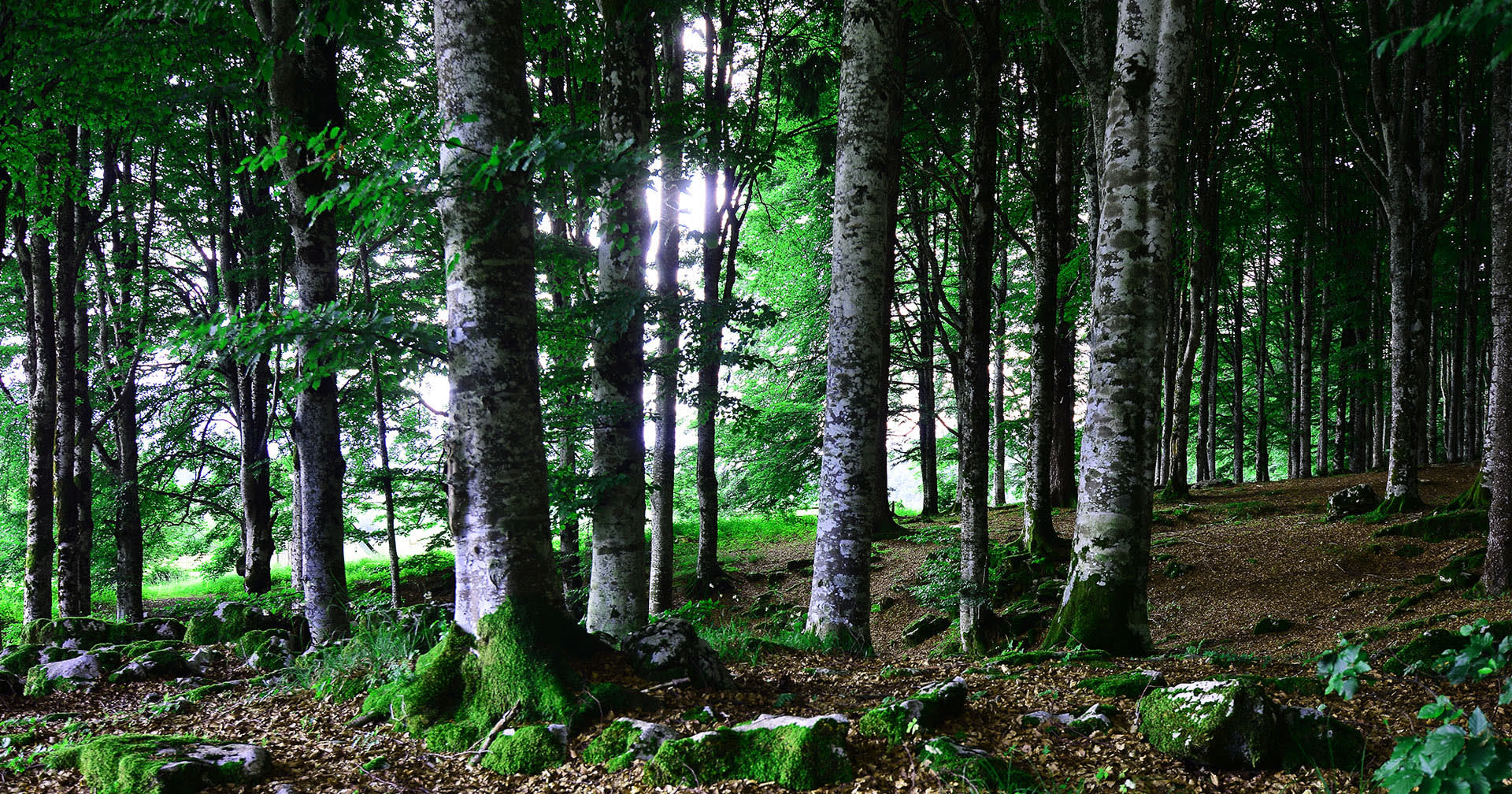 DeForest inception-app-prod/NDc4ZjVjMDUtYjVmYi00OWUwLWJiNTItMDVmZjQxODg0NjIw/content/2021/03/shutterstock_1632590503.jpg