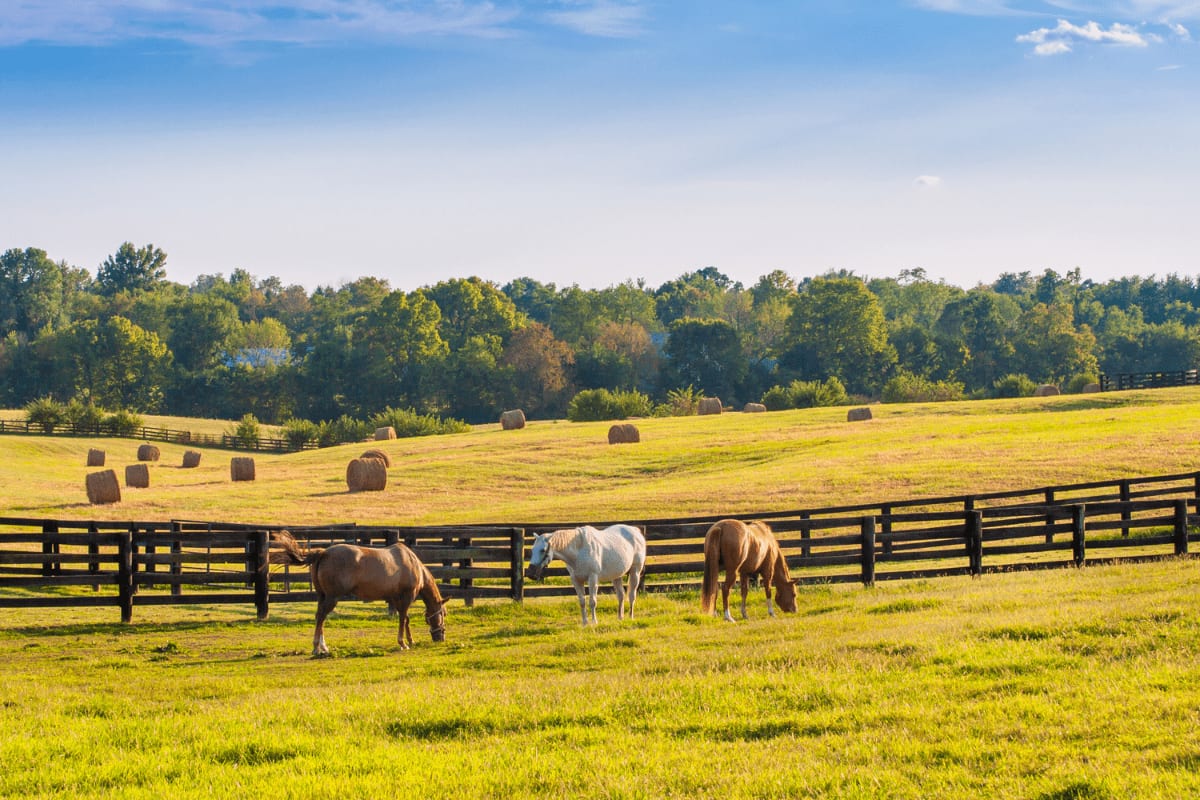 How to find a Horse Property in Piedmont Virginia inception-app-prod/NGQxNzQwYjMtMzk2Ny00Mjc0LTg0NTEtYmU0MGQzNTMxYjg2/content/2023/11/c47c3066780bdc2b2466395716b8f8603ad939d3.png