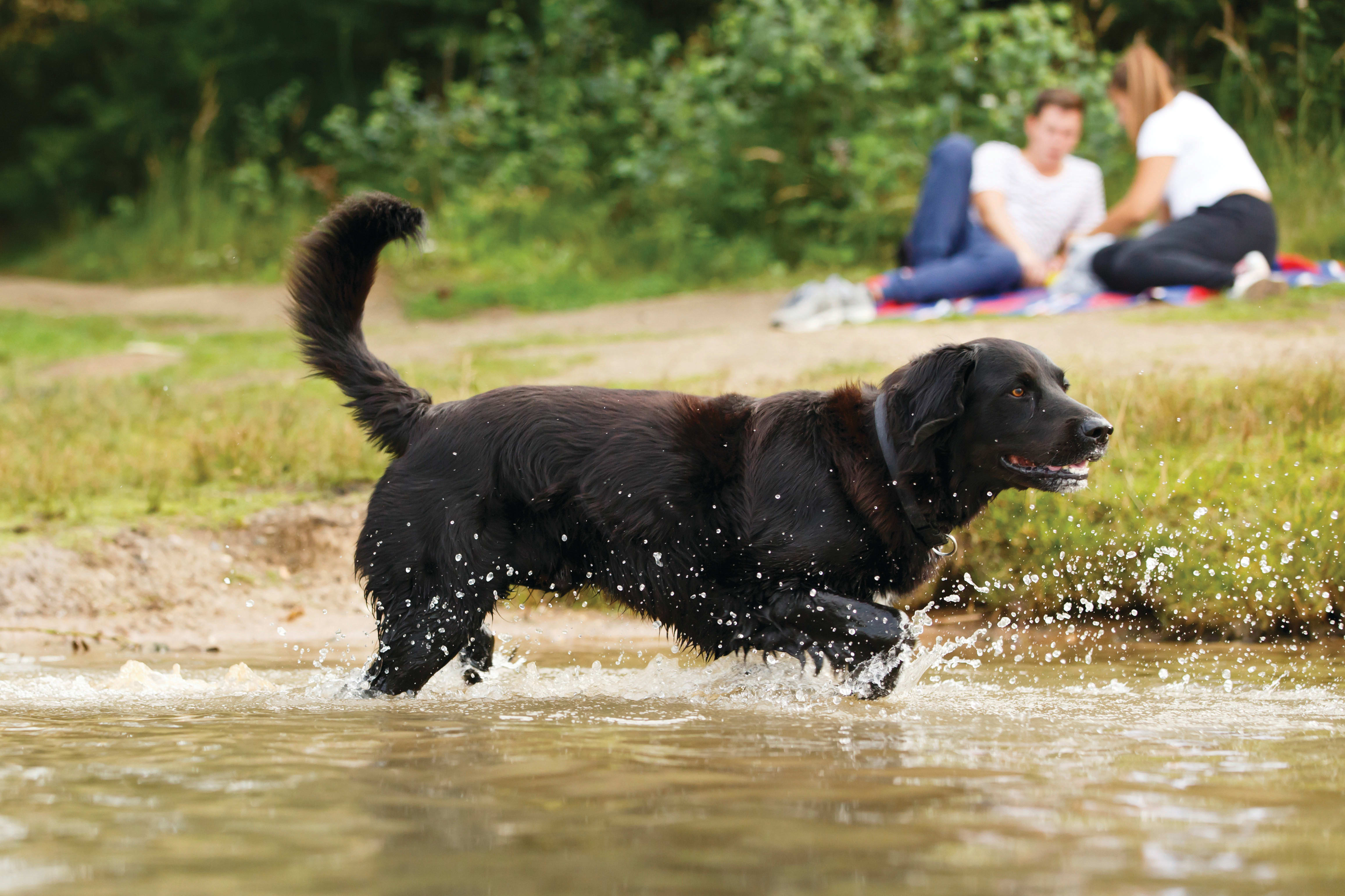 inception-app-prod/NWE0ZjZlZjgtN2Q3OS00ZDI2LWE3NGQtMGU4NTA2ODYzMTJi/content/2019/07/Couple and Dog by creek.jpg