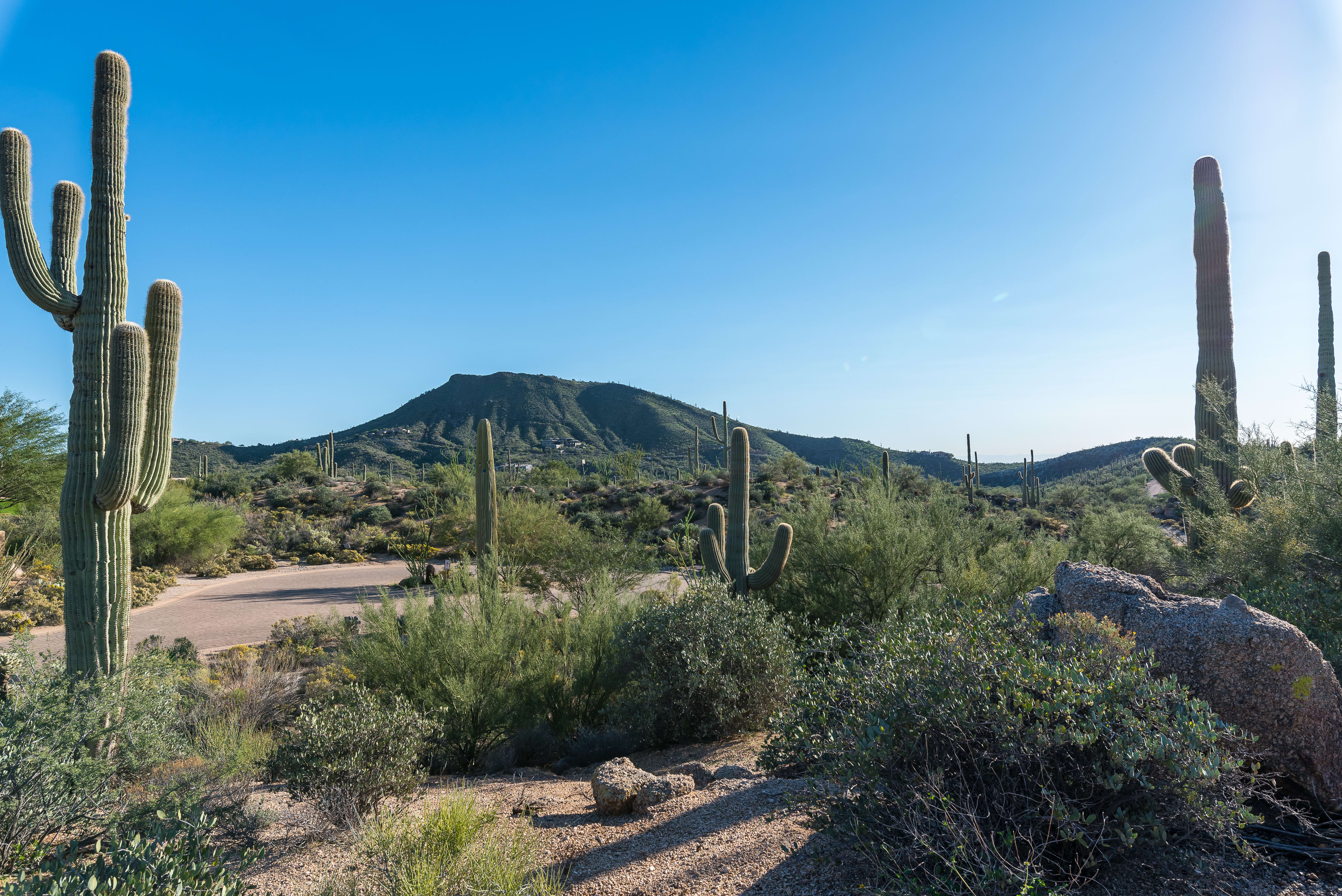 inception-app-prod/NjE3MDQ4ZjgtNGEzYS00YmJiLWEyYzYtMzcyOThjNWY5M2U2/content/2019/05/40806 N 94thS St-DM Saguaro Forest Lot 273  (15).jpg