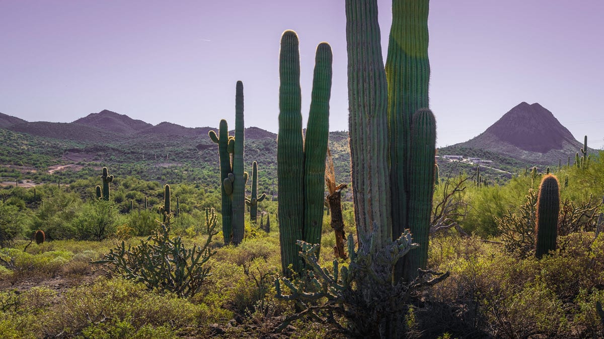 Living in Anthem, Arizona inception-app-prod/NjIwNDFjNDctMjdmMy00ZDhkLTlmODEtMDZiNThiZjViNDJk/content/2025/06/cab2aa0bfc55217415fa796f8b575237f213f17e.jpg