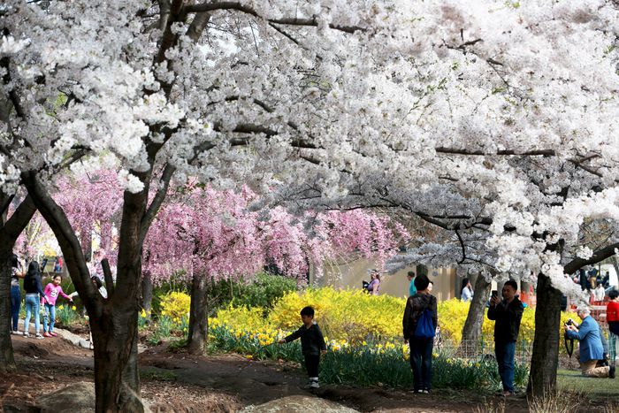 Celebrate the Beauty of Spring at the 2023 Cherry Blossom Festival in Newark, NJ inception-app-prod/NjIzNjQ0OTEtZmMzMC00ZDZhLWI0NzktY2MyNWQ5OGVlN2Zi/content/2023/05/3b5a3085e5984346ee1d273935243b7cbc9cf2e8.jpg