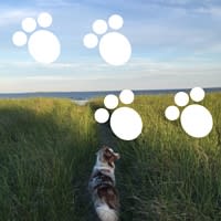 Dogs on the Beach: Scarborough inception-app-prod/NmI3NDQ5OTMtZjY0YS00YmVmLWJkOWEtZjQ3MWQzNDBhNTAz/content/2016/06/dogs on the beach scarborough maine.jpg