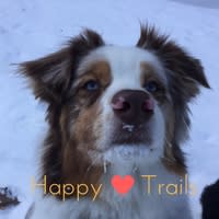 Dog Friendly Places: Scarborough Trails inception-app-prod/NmI3NDQ5OTMtZjY0YS00YmVmLWJkOWEtZjQ3MWQzNDBhNTAz/content/2017/03/Happy.jpg