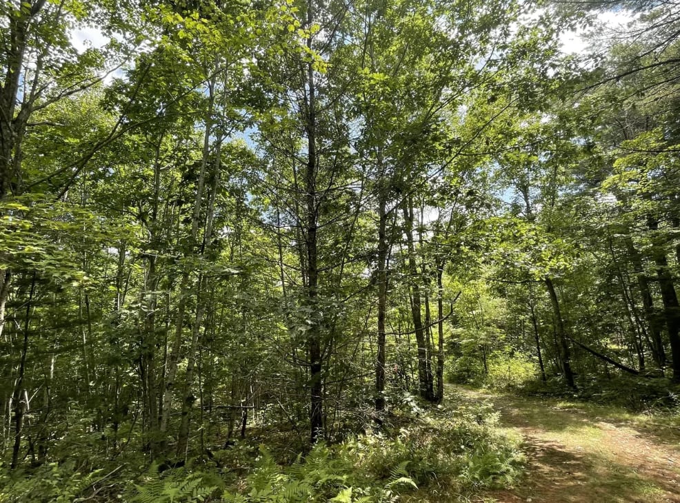 Price Improvement: Lot 68-11 Shore Road | 1 Acre | Buildable Lot | Bremen, ME 04551 inception-app-prod/NzI4NWU0MGYtMjE5Zi00NjUzLTllM2QtZWQ5YWVmMDk1MWE3/content/2025/08/f1be805a3daaaa0cd866436520478893fec53c4e.png