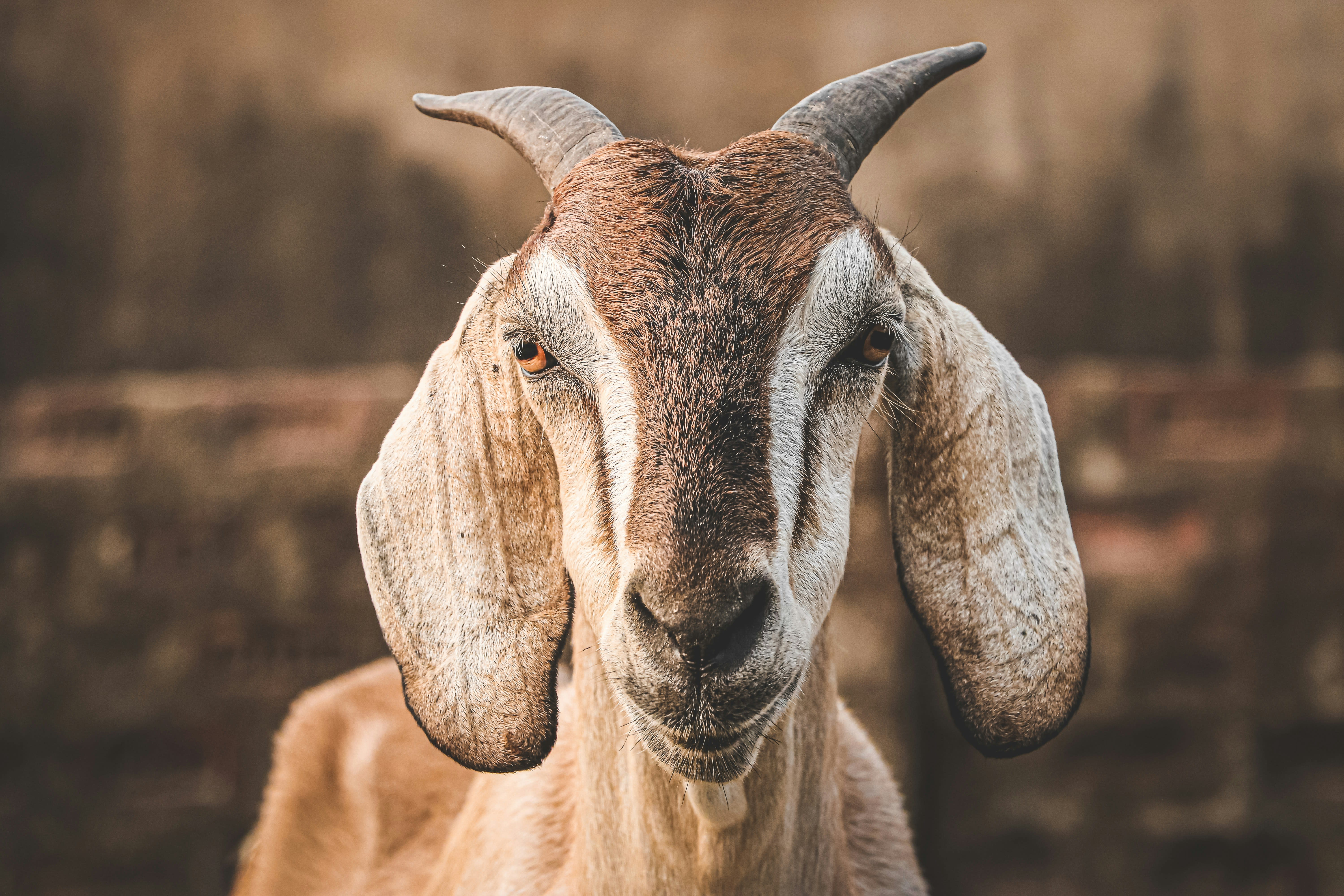 How to Raise Goats on your Property in Iowa inception-app-prod/NzU2OGE2MTctNTViOC00NGQ1LTk3ZWYtZGUzN2JlNjgxMDBj/content/2024/04/f836ae30ab3bdaf38caf3af3a71bbe26d19f600a.jpg