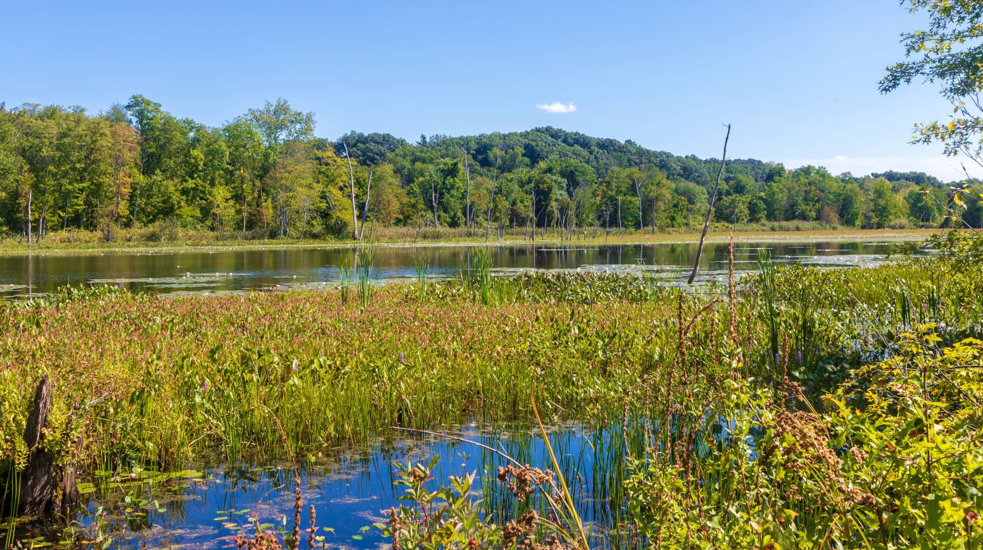 Longmeadow inception-app-prod/NzUzY2Y1YTMtMjgwYi00NTJkLWI5NGUtNTkxNGRhNjJkNDlh/content/2021/07/shutterstock_15053537511.jpg