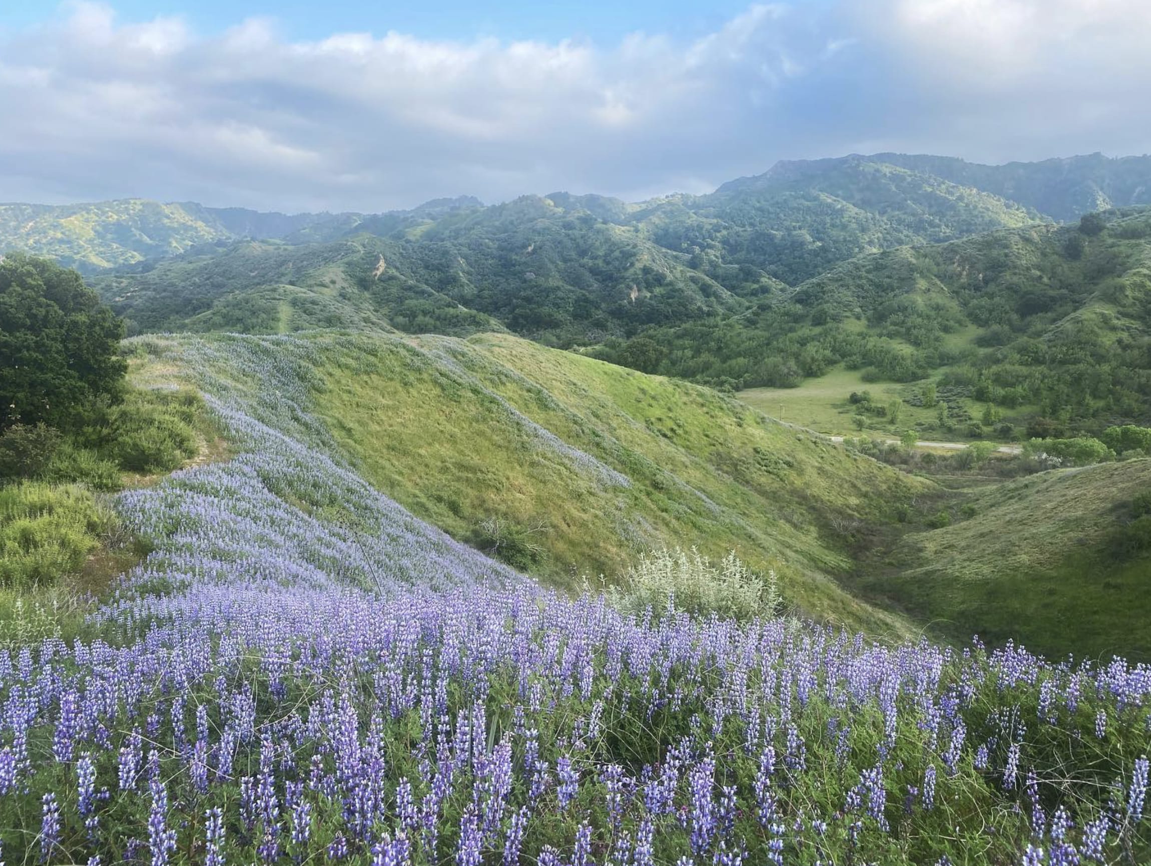 Living in Saugus: Explore Parks, Dining, Trails, and Commute Basics inception-app-prod/ODBhMzFhMDUtYTIzOS00NzVkLWJmYWItOThhOWJmZWQ1ZWY3/content/2026/10/ebec6858ade0d7149392d96f4baf885c5fe3eeb8.png